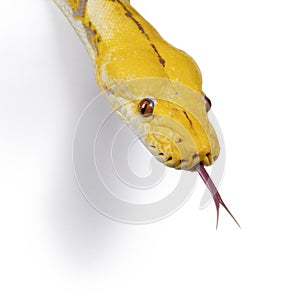 Reticulated python snake on white background