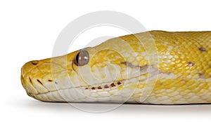 Reticulated python snake on white background