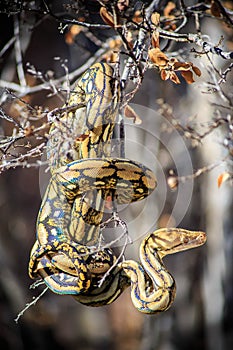 Reticulated Python in Tree