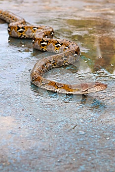 Reticulated Python with vibrant yellow and black patterns.