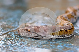 Reticulated Python with vibrant yellow and black patterns.