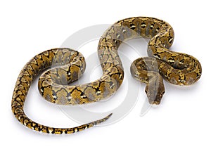 Reticulated python on white