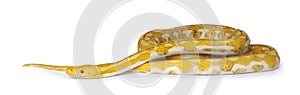 Reticulated python on white background