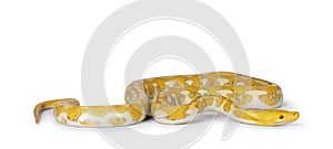 Reticulated python on white background