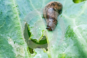 Slug on leaf of cabbage photo