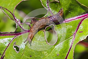 Reticulated slug ( Deroceras sturangi, Deroceras agreste, Deroceras reticulatum)
