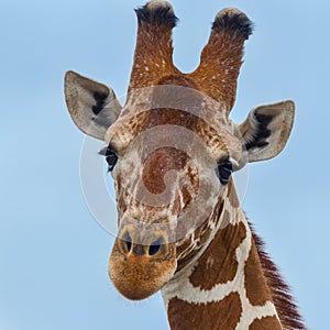 Reticulated or Somali Giraffe Head Portrait