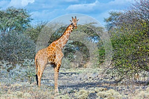 Reticulated or Somali Giraffe, Meru NP, Kenya