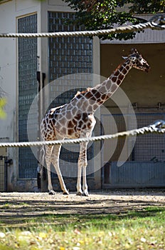 Reticulated Somali giraffes in the Frankfurt zoo