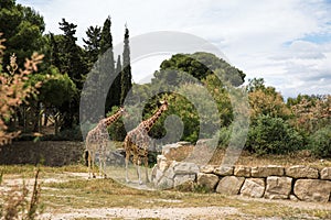 Reticulated Somali Giraffes Walking in Sigean Wildlife Safari Park on a Sunny Spring Day in France