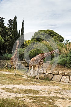 Reticulated Somali Giraffes Walking in Sigean Wildlife Safari Park on a Sunny Spring Day in France