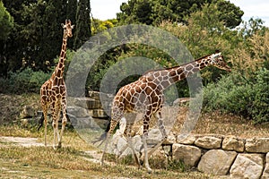 Reticulated Somali Giraffes Walking in Sigean Wildlife Safari Park on a Sunny Spring Day in France