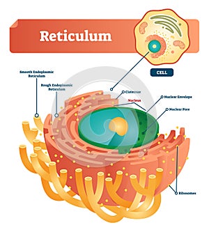 Reticulum labeled vector illustration scheme. Anatomical diagram with endoplasmic reticulum, cisternae, nucleus and ribosomes.