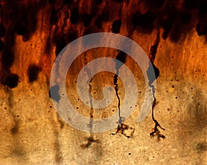 Retina. Golgi method. Bipolar cells