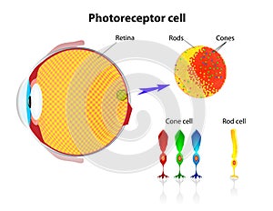 Retina. Rod cells and cone cells. Vector