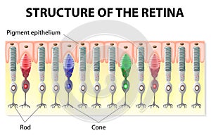 Retina structure