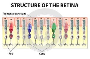 Retina structure photo