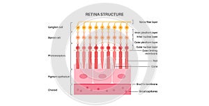 Retina structure poster