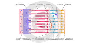 Retina structure poster