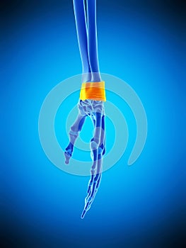 The retinaculum ligaments