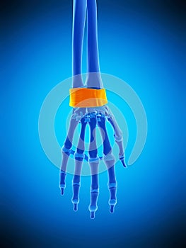 The retinaculum ligaments photo