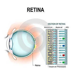 Retinal cells: rod and cone cells