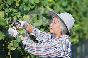 Retired Asian female farmer working in agricultural vineyard
