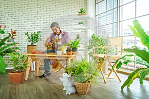 Retired Asian man planting houseplant at home as his hobby for mature leisure activity concept