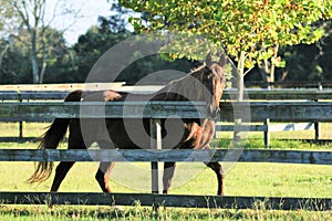 Retired Dressage Horse Pacing Fence