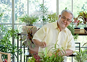 The retired grandfather spent the holidays taking care of the indoor garden. The morning atmosphere in the greenhouse planting