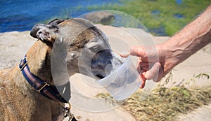 Retired greyhound dog drinking water