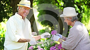 Retired man cutting a flowers for his wife