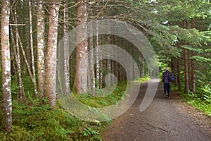Retired man taking a walk in the woods