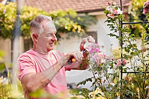 Retired Man At Work Pruning Roses On Trellis Arch In Garden At Home