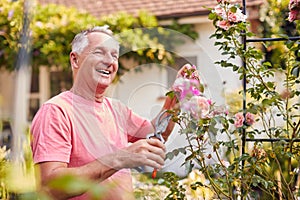 Retired Man At Work Pruning Roses On Trellis Arch In Garden At Home