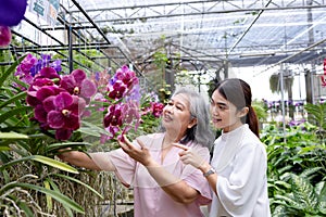 Retired mother and daughter spending time together selecting beautiful vanda orchid in the store