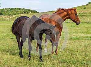 Retired Racehorses in a Field of Green photo