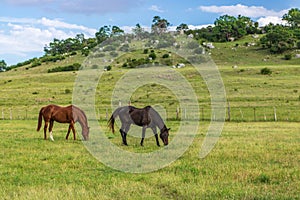 Retired Racehorses in Wide Open Spaces photo