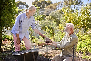 Retired Senior Couple Working In Vegetable Garden Or Allotment With Barrow At Home