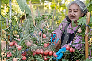 Retired senior woman happy and harvesting red tomatoes in the kitchen garden