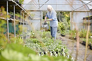 Retired Senior Woman Working Part Time Job In Garden Centre Watering Plants In Greenhouse Or Polytunnel