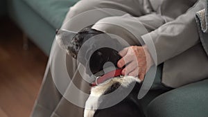 Retired woman and her pet at home. Close-up of the hands of an elderly mistress stroking a black-and-white dog with a