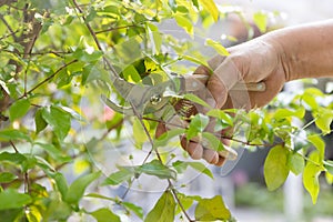 La pensione uomo ridurre tagliare pianta Giardino dietro la casa sul 