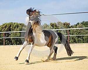 Retive pony in lunge