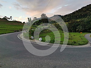 Retiyagama greeny paddy feild at sunset evening