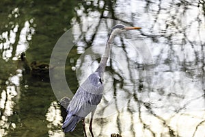 Retraction of a white heron