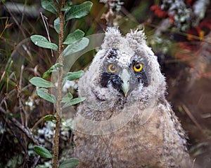 Retrato de un pichÃÂ³n de Stygian Owl Asio stygius photo