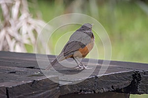 Retrato de un Zorzal colorado. Turdus rufiventris photo