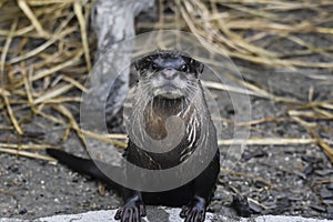 Retrato de una nutria observando la camÃ¡ra.