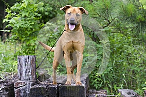 Retreiver Vizsla hound mixed breed dog